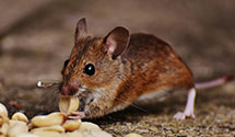 24 Hour & Emergency Exterminators in Mowry, PA